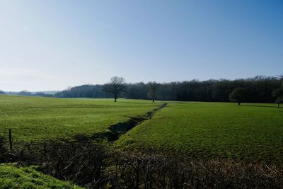 Scenic view of field against clear sky