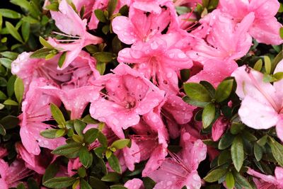 Close-up of pink flowers blooming outdoors