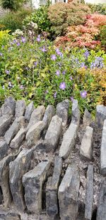 View of flowering plants in garden