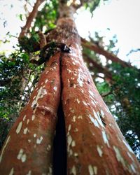 Low angle view of tree trunk in forest