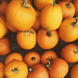 Full frame shot of pumpkins