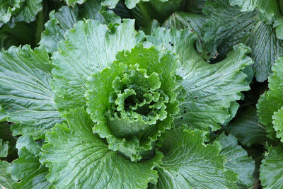 Close-up of fresh green leaves