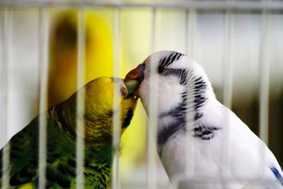 Close-up of two birds in cage