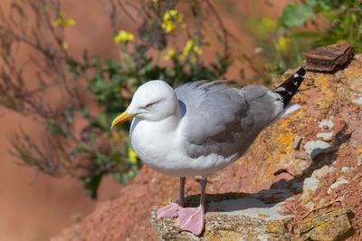 Kittiwake on a cliff on the island of helgoland in germany