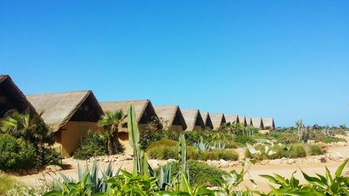 Panoramic shot of plants against clear blue sky