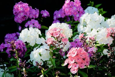 Close-up of pink flowering plants