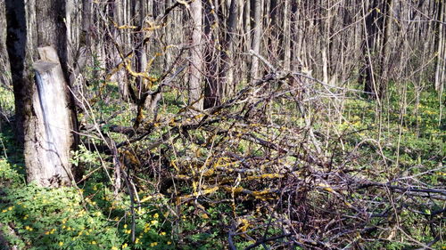 Bare trees in forest