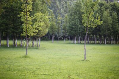 Trees on field in forest