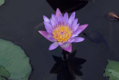 Lotus water lily in pond