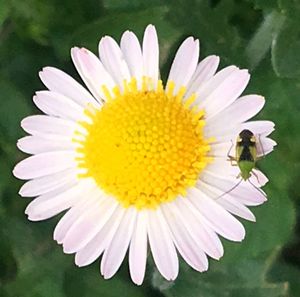 Close-up of insect pollinating on yellow flower