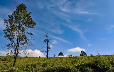 Scenic view of trees on field against sky