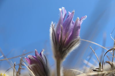 Close-up of pink flowering plant against blue sky