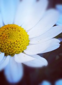 Close-up of fresh yellow flower