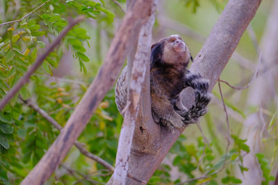 Monkey sitting on tree branch