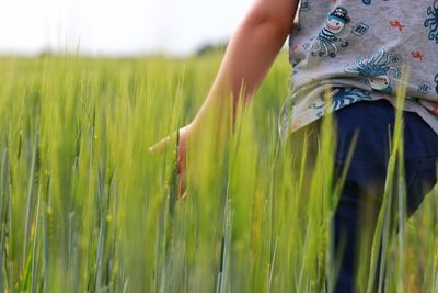 Close-up of crops growing on field