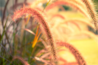 Close-up of flowering plant on field