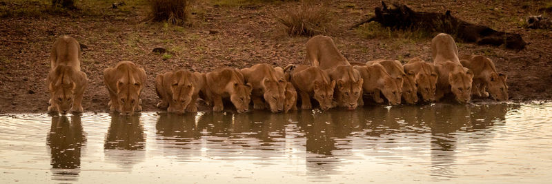 Panorama of fourteen lions lying drinking water