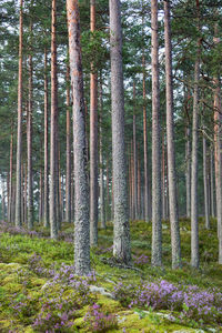 View of trees in forest