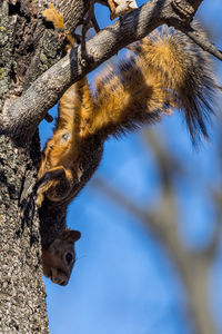 Low angle view of squirrel on tree