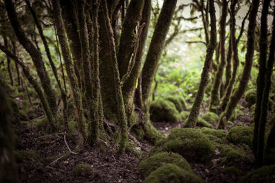 Trees growing in forest