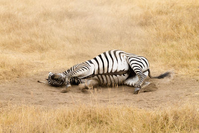 Zebra zebras in a grass