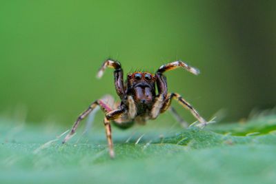 Close-up of spider