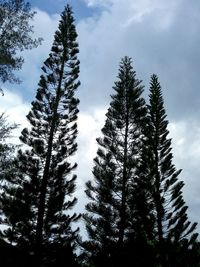 Low angle view of trees against sky