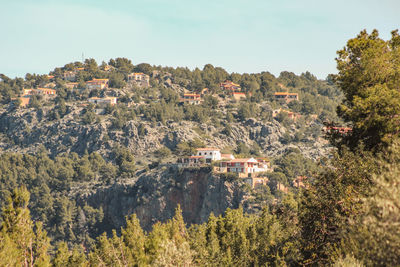 Trees and buildings against sky