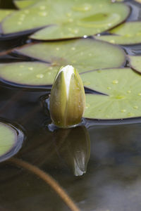 White waterlily on water