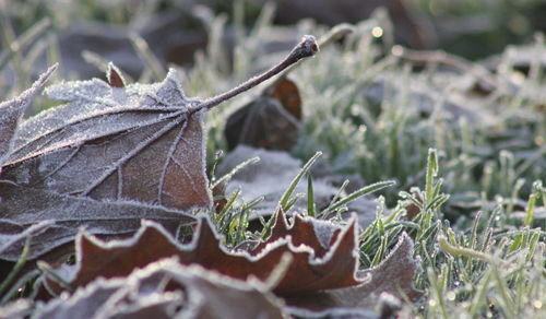 Close-up of plant growing on field