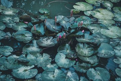 High angle view of lotus leaves floating on water