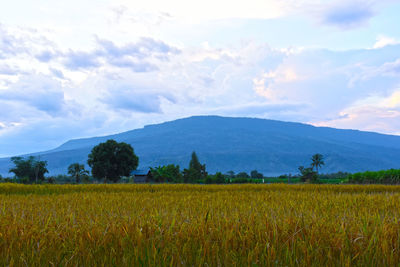Scenic view of field against sky
