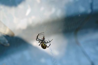 Close-up of spider on web