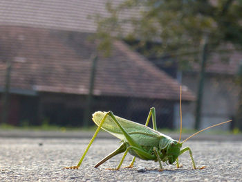 Close-up of grasshopper on road