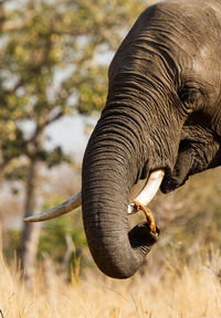 Close-up of elephant