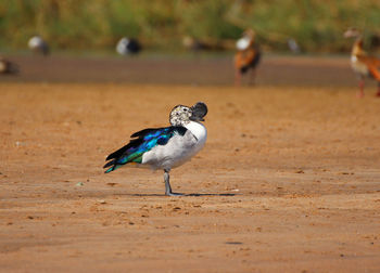 Close-up of bird perching on field