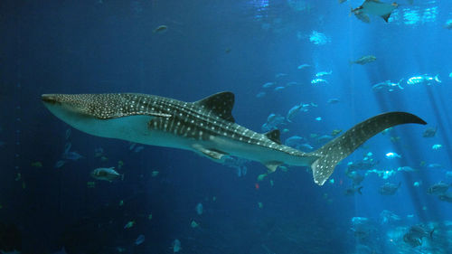 Fish swimming in aquarium