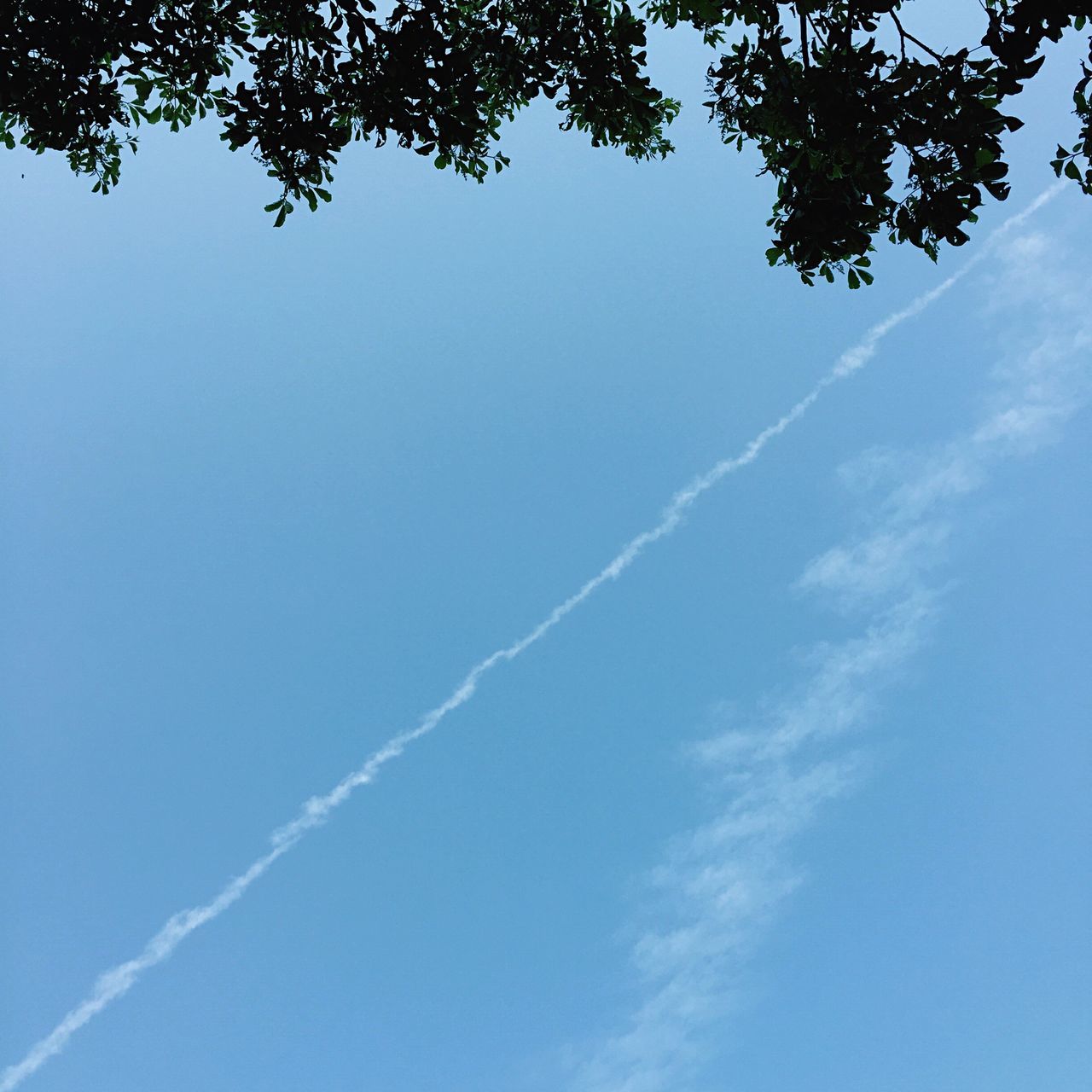 low angle view, tree, sky, beauty in nature, tranquility, blue, nature, scenics, tranquil scene, branch, growth, cloud - sky, day, outdoors, idyllic, no people, clear sky, sunlight, cloud, copy space