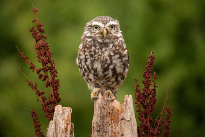 Little owl perched on wood