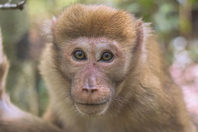 Close-up of monkey