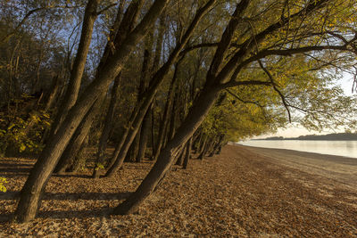 Trees growing on field in forest