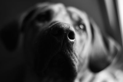 Close-up of dog