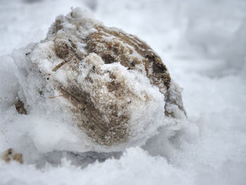 Close-up of snow on rock