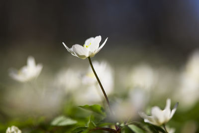 Close-up of anemone flower