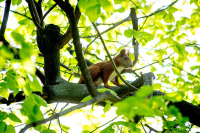 Low angle view of squirrel on tree