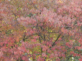 Full frame shot of pink flowering tree