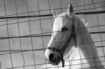 Close-up of horse in cage