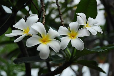 Close-up of white flowers blooming outdoors