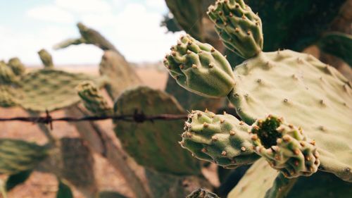 Close-up of prickly pear cactus