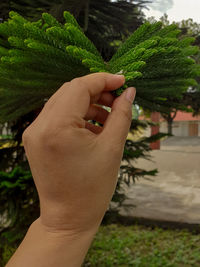 Cropped image of hand holding leaves